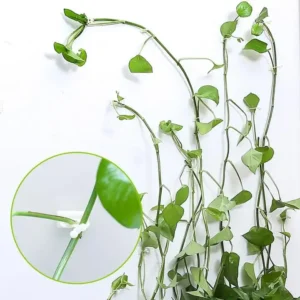 Plant Wall Climbing Fixing Clips