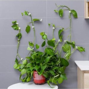 Plant Wall Climbing Fixing Clips