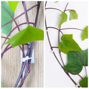 Plant Wall Climbing Fixing Clips