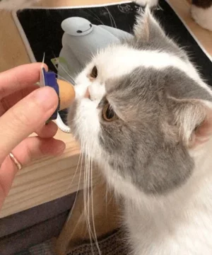 Cat Treat Sugar Ball