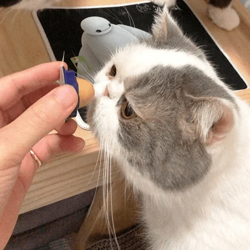Cat բուժել շաքարի գնդակը