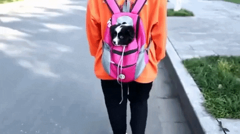 Dog Backpack & Relieve Separation Anxiety in Dogs
