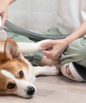 Professional Pet Grooming Vacuum Kit