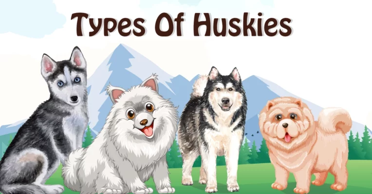 18 Types of Huskies | Complete Breed Guide, Info & Pictures
