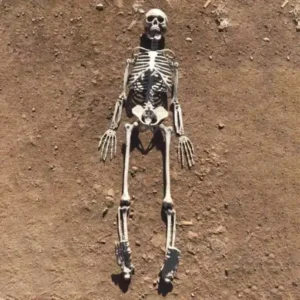 Animated Two Headed Skeleton Dog