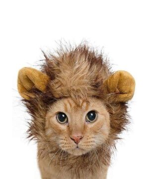 Cat Lion Mane For Sale