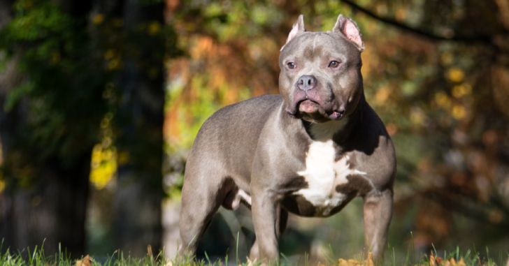 Does The True Gator Pitbull Bloodline Exist? Price, Traits, & Care with Real Pictures
