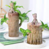 Brazilwood Hydroponic Plants Groot Lucky Wood Potted