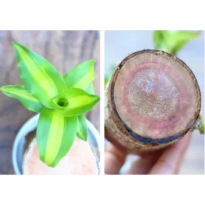Brazilwood Hydroponic Plants Groot Lucky Wood Potted