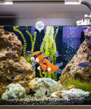 Lovely Diver Fish Tank