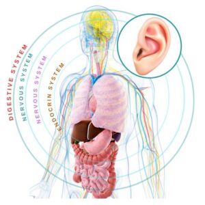 Elegant Acupressure Toning Earrings