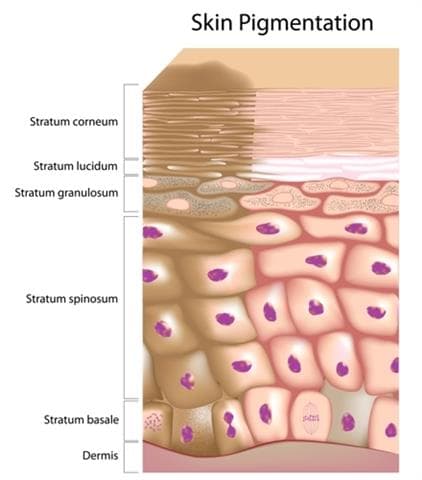 Spot Whitening Herbal Freckle Cream