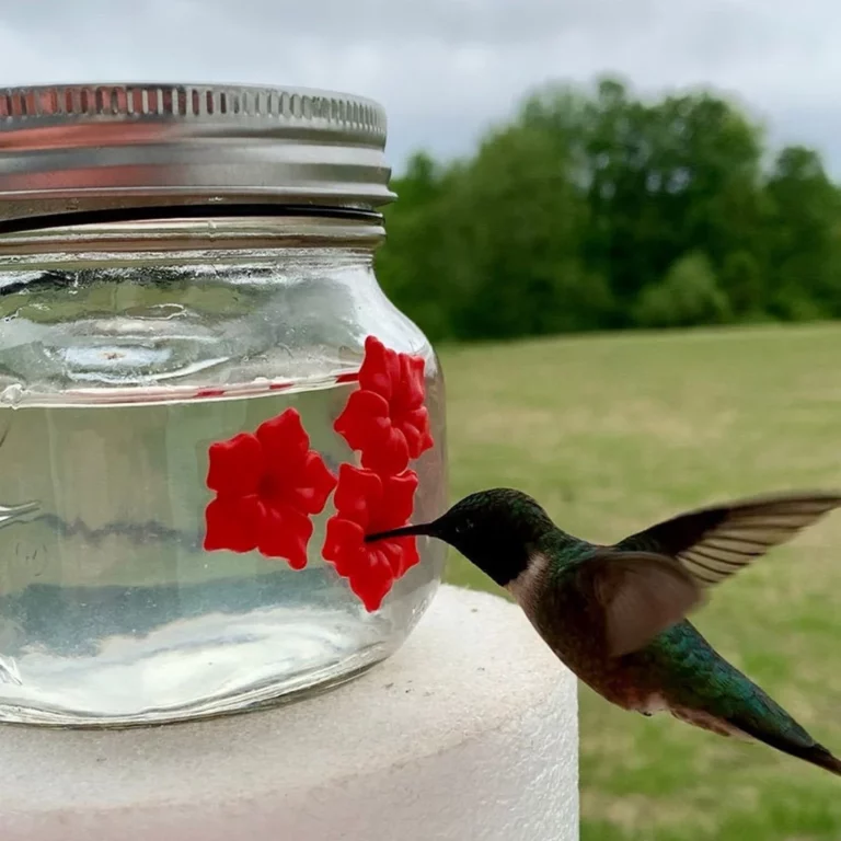 ලස්සන Mason Jar Hummingbird Feeder W/Three Ports