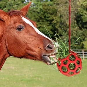 Alternative view of Horse Treat Ball