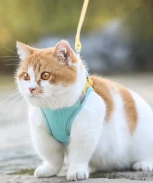 Luminous Cat Vest Harness and Leash Set