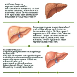 LIVER™ Vegan lever rengöring nasal ört box