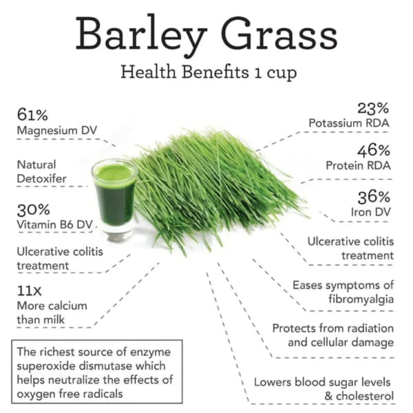 Naveta™ Barley Grass Powder 100% Pure & Organic - Image 7