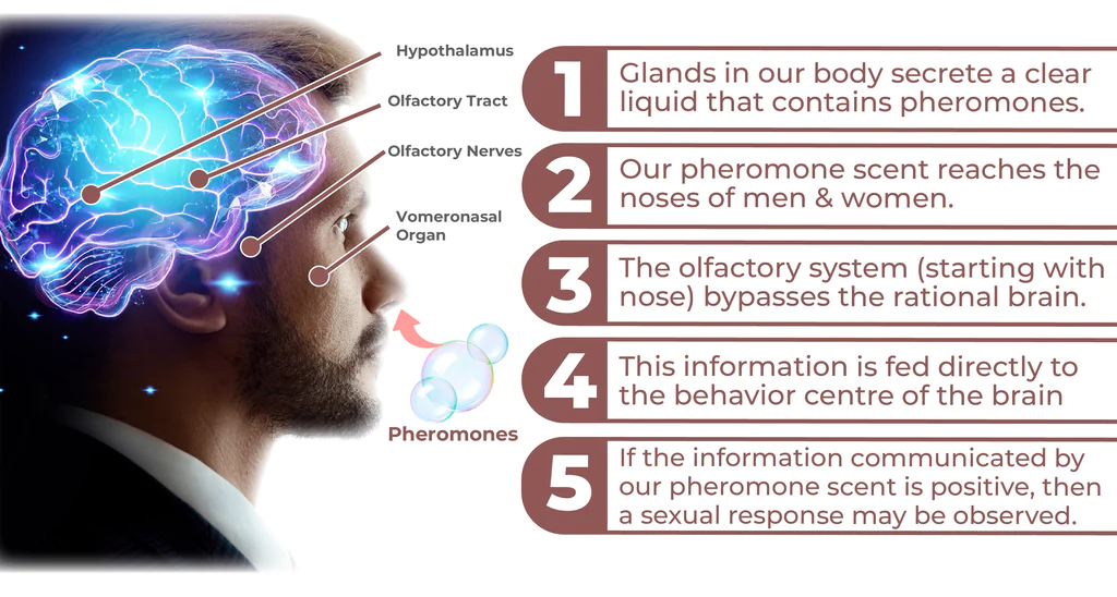 flysmus™ Diana Eau De Pheromone Perfume - Image 6