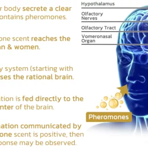 Alternative view of flysmus™ MS Burberi Pheromone Perfume Set