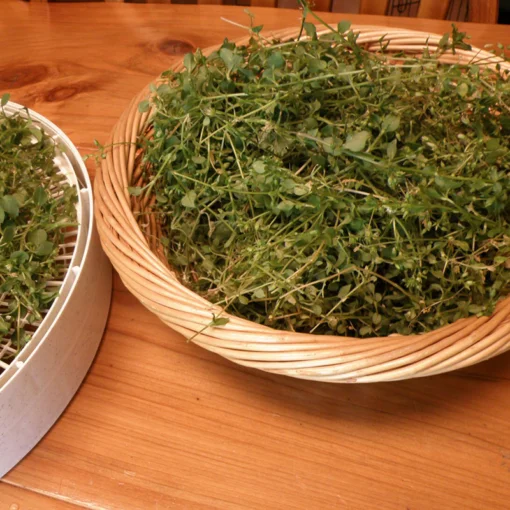 ATTDX™ Wild Chickweed Herbal Balm