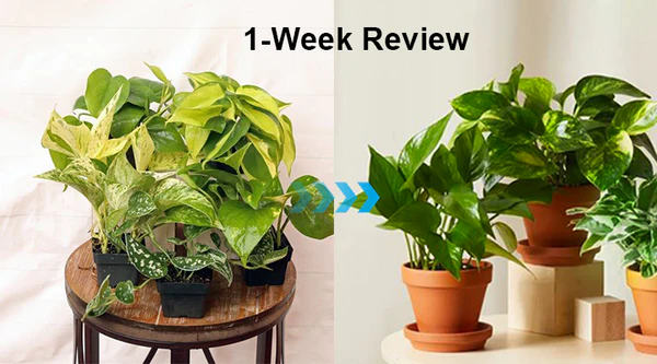 JEREMYTIS™ Chlorophyll Spray