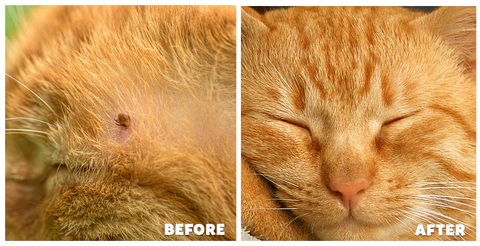 Flea & Tick Kolirin Spray