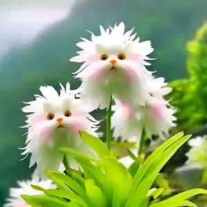 GFOUK® Dazzle Blossom Seeds