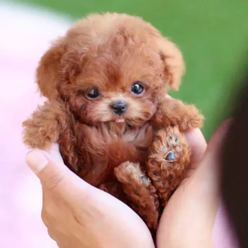 My Realistic Robot Puppy – Perfect Pet Duo for Kids & Family